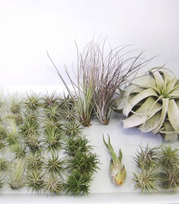 Debis-Place-air-Plants